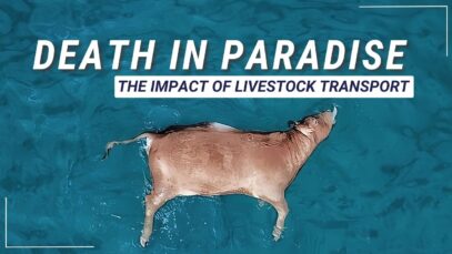 Death in Paradise – The Impact of Livestock Transport by Sea