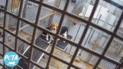 Exposed: Marshall BioResources’ Cruel Beagle Factory Farm