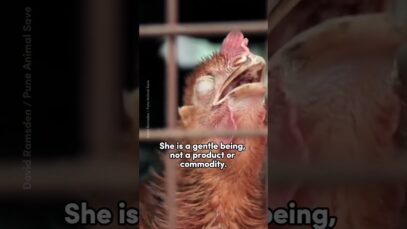 From Truck to Slaughter: A Chicken’s Plea for Compassion