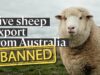 History has been made: live sheep export from Australia WILL END!