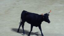 Les vachettes d’un “toro piscine”, Arènes Béziers, 3 juillet 2024