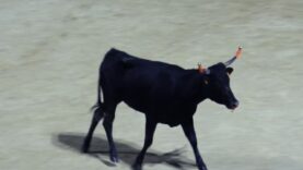 Les vachettes d’un “toro piscine”, Arènes Béziers, 3 juillet 2024