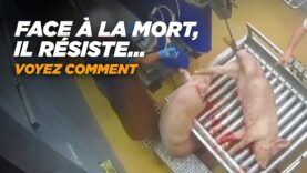 Abattoir du Comminges de Boulogne-sur-Gesse