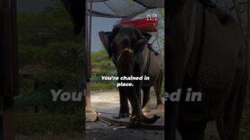 Chained, Abused, and Tormented—The Horrors Animals Endure at Samutprakan Zoo