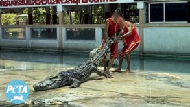 Chained, Dragged, and Driven Insane—This is Life for Animals at Samutprakan Zoo