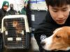 South Korean dog meat farm closed, 200 dogs rescued!