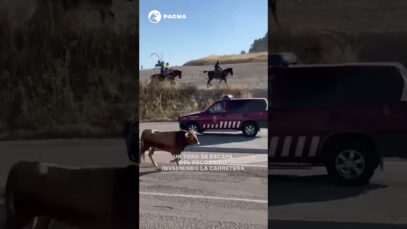 A SEGUNDOS DE LA TRAGEDIA: UN TORO ENCARA A UN NIÑO EN UN ENCIERRO EN VALLADOLID