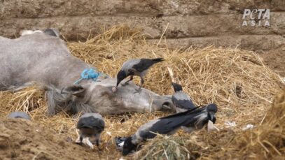 Animals Are Abused at Egypt’s Pyramids While Government Does Nothing