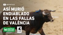 Así murió Endiablado en Las Fallas de València