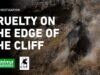 Cruelty on the edge of the cliff