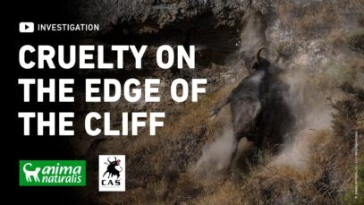 Cruelty on the edge of the cliff