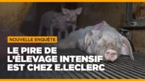 Enquête sur les PIRES conditions d’élevage de E.Leclerc