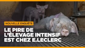 Enquête sur les PIRES conditions d’élevage de E.Leclerc