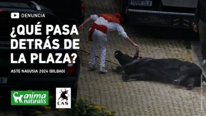 Exponemos la brutal realidad oculta tras la tauromaquia: Una carnicería disfrazada de cultura