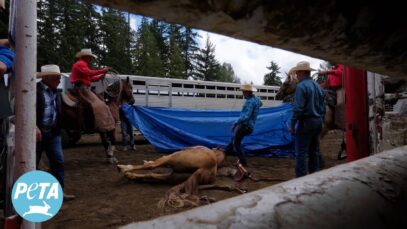 Horse Crash at a Rodeo in Canada Will Be Impossible to Forget