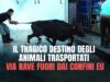 Il tragico destino degli animali TRASPORTATI VIA NAVE fuori dai confini EU