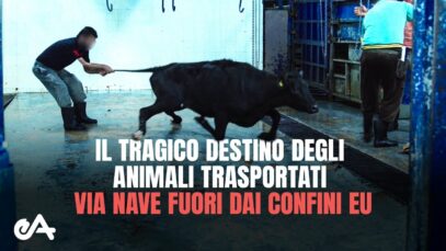 Il tragico destino degli animali TRASPORTATI VIA NAVE fuori dai confini EU