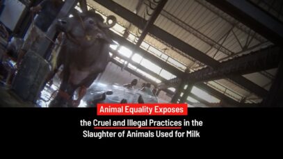 Milked Dry: Animal Equality Exposes India’s Illegal Dairy Slaughterhouses