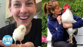 Rescued Rooster Inspires Compassion for All Species