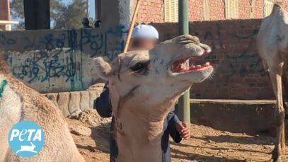 The Dark Side of Egypt’s Camel Rides