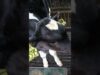 The Life of Calves: 30 Seconds of Cruelty