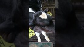 The Life of Calves: 30 Seconds of Cruelty