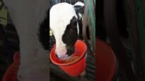 The Life of Cows: 30 Seconds of Cruelty