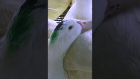 The Life of Ducks: 30 Seconds of Cruelty