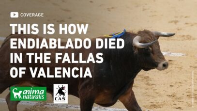 This is how Endiablado died in Fallas of Valencia