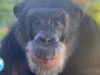 Tonka the Chimpanzee’s Story Is Even Wilder Than What You Saw in ‘Chimp Crazy’