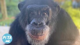 Tonka the Chimpanzee’s Story Is Even Wilder Than What You Saw in ‘Chimp Crazy’