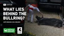 We expose the brutal reality behind bullfighting: A slaughterhouse disguised as culture