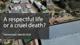 A respectful life or a cruel death? – Horsemeat stands trial