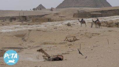 An Egyptian Graveyard You Won’t Find on Any Map