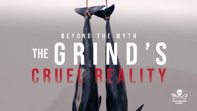 Beyond the Myths: The Grind’s Cruel Reality