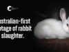 Commercial Rabbit Slaughter in Australia | Gippsland Meats & Summerland Poultry