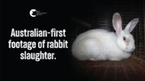 Commercial Rabbit Slaughter in Australia | Gippsland Meats & Summerland Poultry