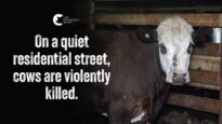 Cows beaten and violenty Slaughtered | Gathercole’s Wangaratta (PART 1)