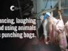 Disturbing Treatment Of Animals at Slaughterhouse | Gathercole’s Wangaratta (PART 2)