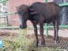 Dramatic Rescue of a Buffalo Calf Who Was Drowning Amid Garbage