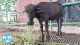 Dramatic Rescue of a Buffalo Calf Who Was Drowning Amid Garbage