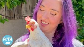 From Slaughterhouse-Bound Truck to a Loving Home: Hope the Chicken’s Heartwarming Rescue Story