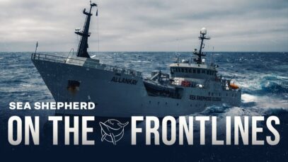 Inside the Fight: Captain Alex’s Frontline Update on Defending Marine Life