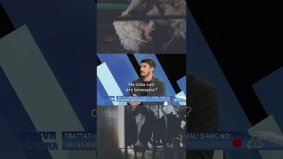 Le immagini della sofferenza degli animali in TV!