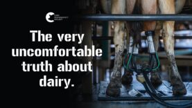 Life Of A Dairy Cow (PART 1) – Milking