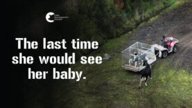 Newborn Calves Ripped From Their Mothers | End Dairy Slaughter