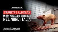 Nuova inchiesta: crudeltà in un macello del Nord Italia