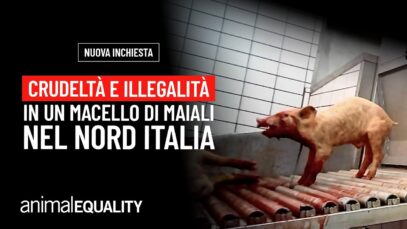 Nuova inchiesta: crudeltà in un macello del Nord Italia