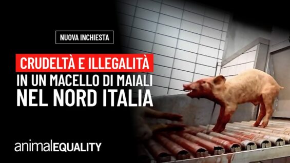 Nuova inchiesta: crudeltà in un macello del Nord Italia