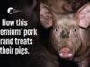 Tasmania’s Largest Pig Slaughterhouse Exposed | Scottsdale Pork